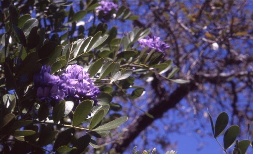 Mountain Laurel Bloom