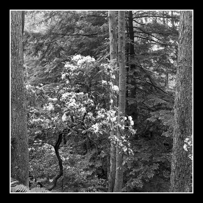 Mountain Laurel / Cropped