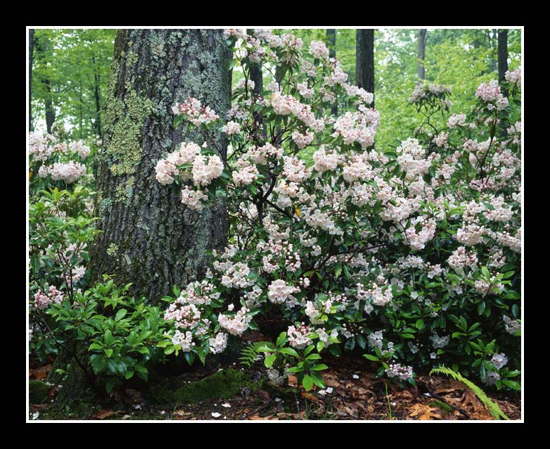 Mountain Laurel