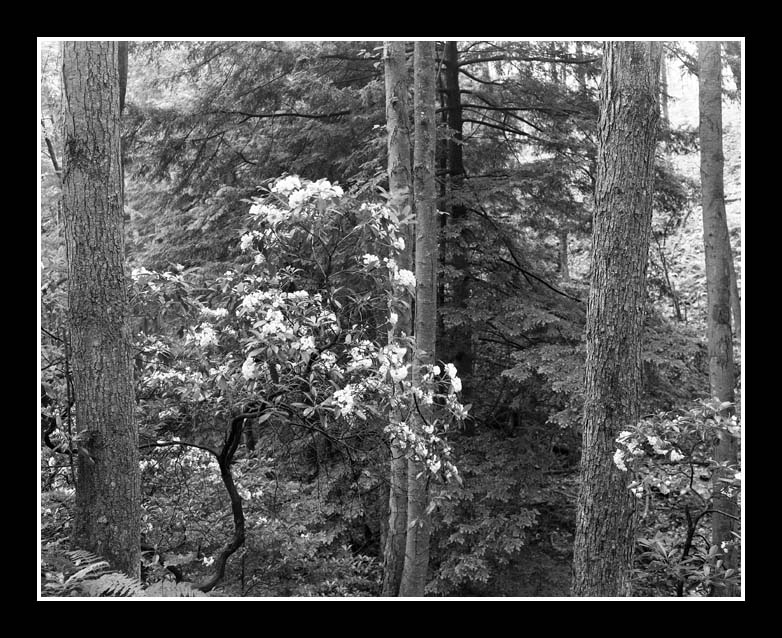 Mountain Laurel