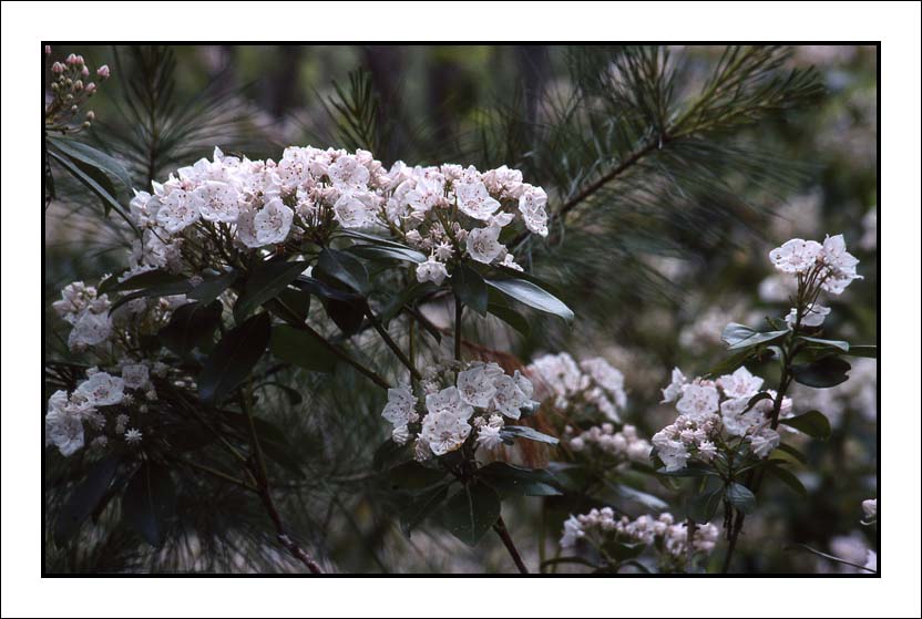 Mountain Laurel