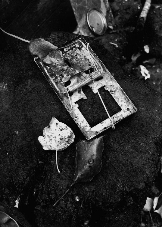 Mouse