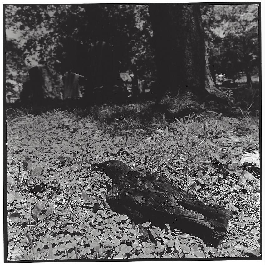 Mr. Crow at the Graveyard