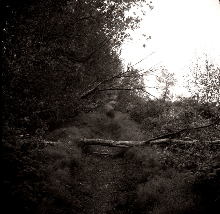 MSA - "Barely There Path"