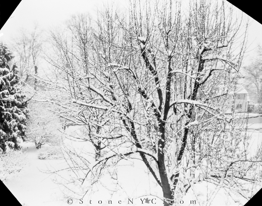MSA - Cheap Camera and film - 11x14 Pinhole - &quot;Snow White&quot;