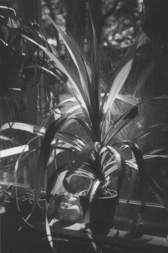 MSA-Diptych