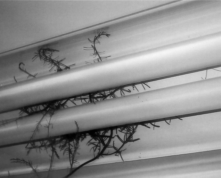 MSA: Fern and Fluorescent Tube