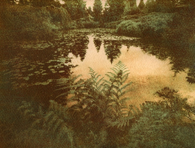 MSA, Ferns, Lilies