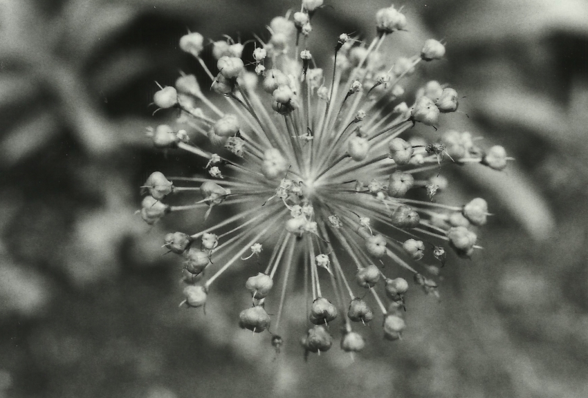 MSA Flowers: Allium