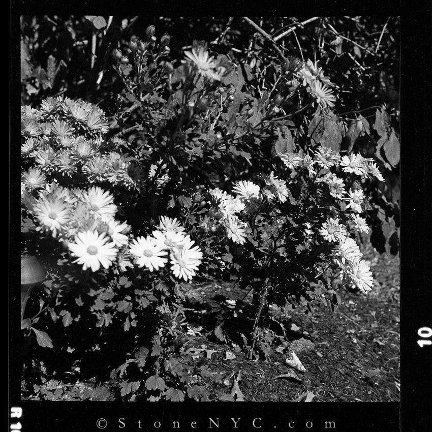 MSA - High Noon - Flowers