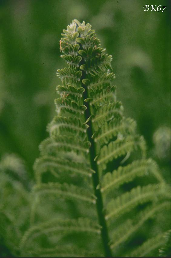 MSA May-June 2015: Geometry of Nature (3 of 4)