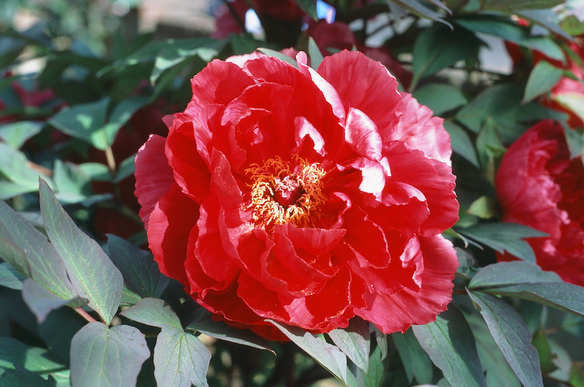 MSA May/June Tree Peony