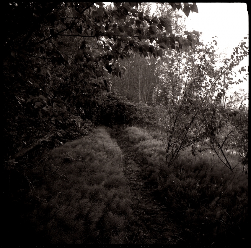 MSA - "Path for the Brave"