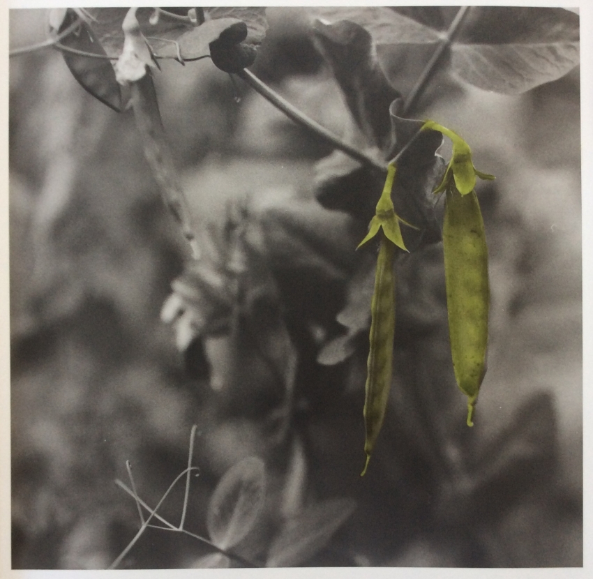 MSA - Peas
