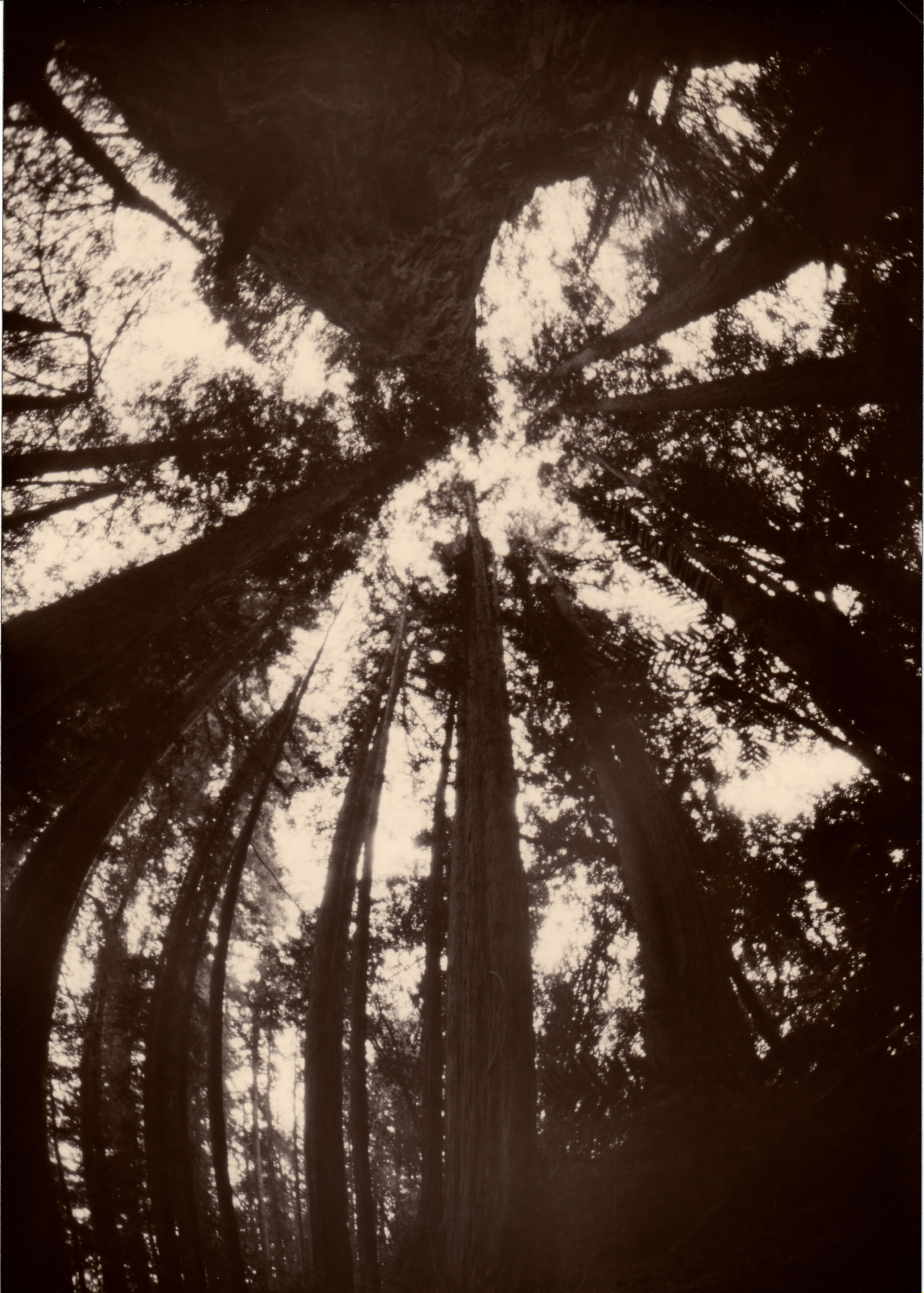 MSA - Rhythm (of redwood trees)