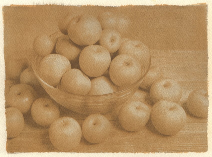 MSA - Russets