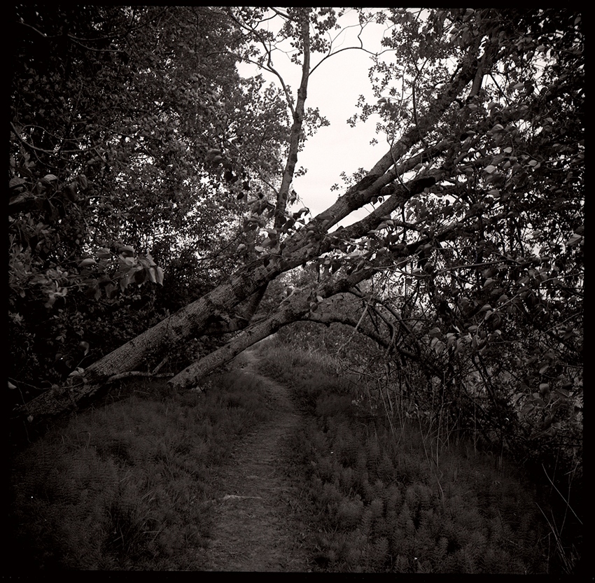 MSA - "This is the End (of the Path)"