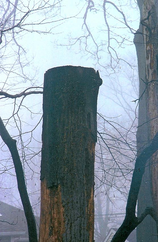 MSA: Tree Trunk
