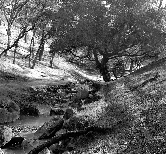 Mt. Diablo Creek