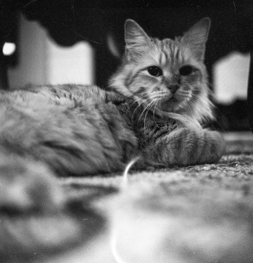 Muffin