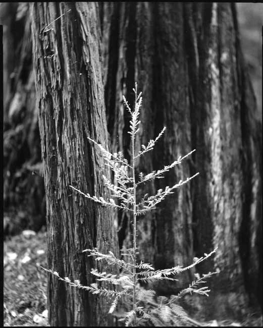 Muir Woods, California