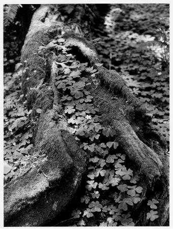 Muir Woods Clover