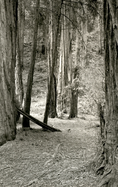 Muir Woods