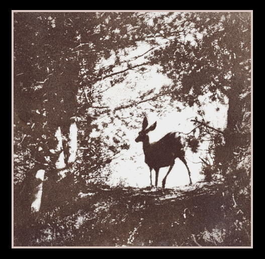 Mule Deer