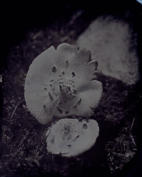 Mushroms