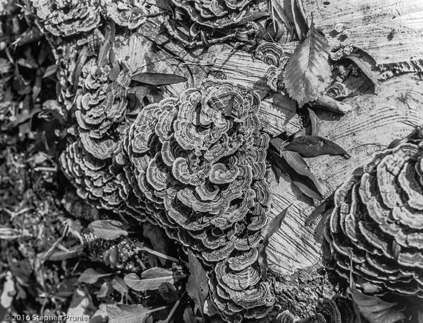 Mushroom Cluster