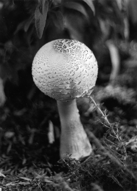 Mushroom