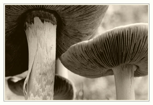 Mushroom