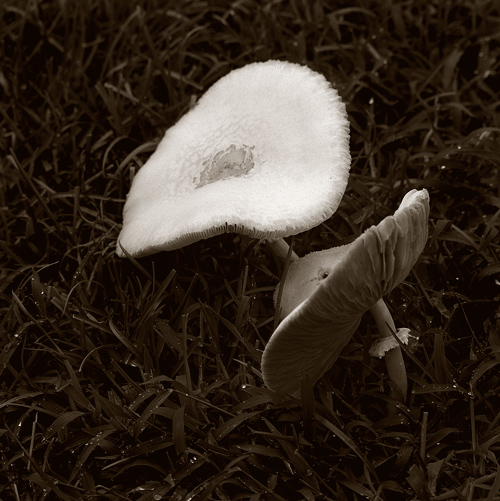 mushrooms