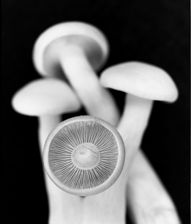 Mushrooms
