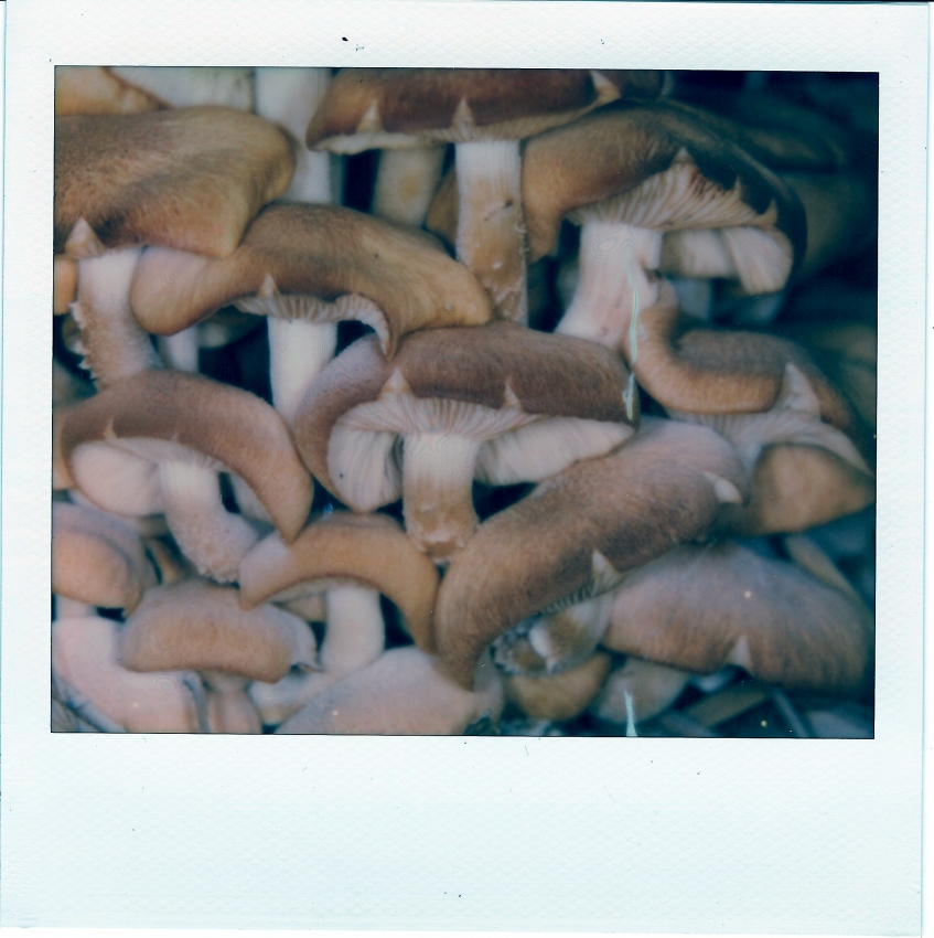 Mushrooms