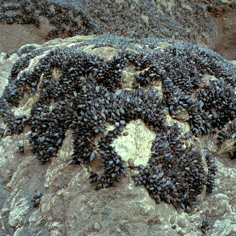 Mussels, Cornwall.
