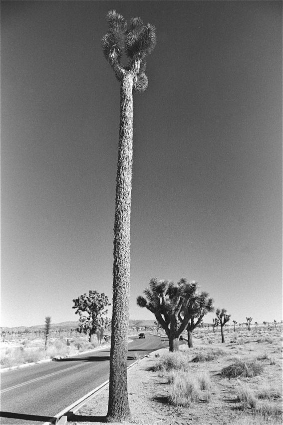 Mutant Joshua Tree