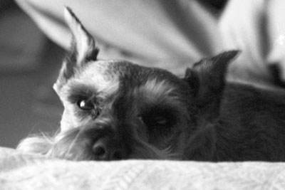 My Dog