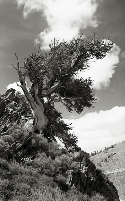 My favorite Ancient Bristlecone
