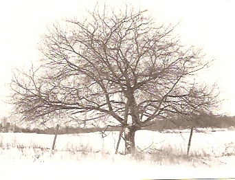 My Favorite Tree