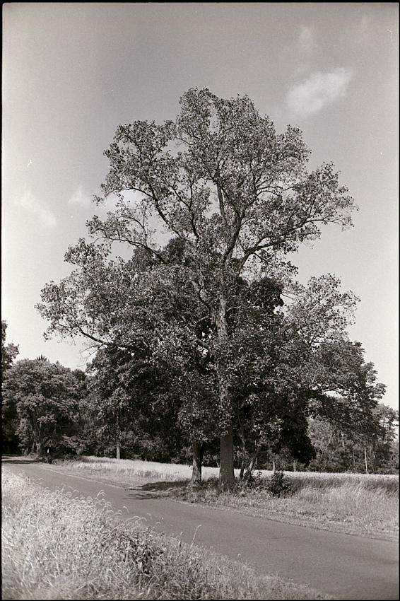 My favorite tree