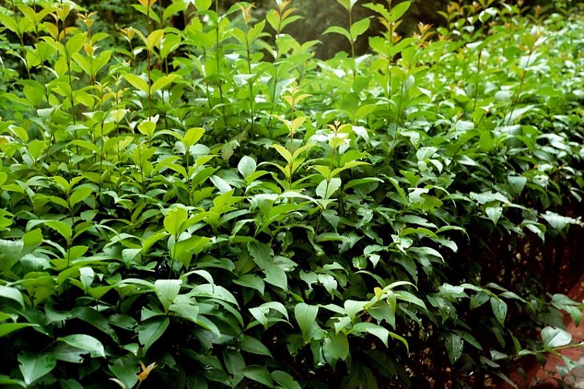 My Garden - Rollei 35 S 40 mm Sonnar