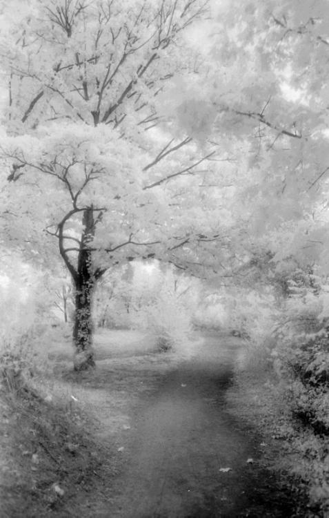 My Infrared Premiere