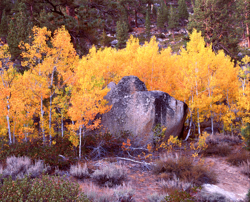 My Mamiya is Channeling Monet