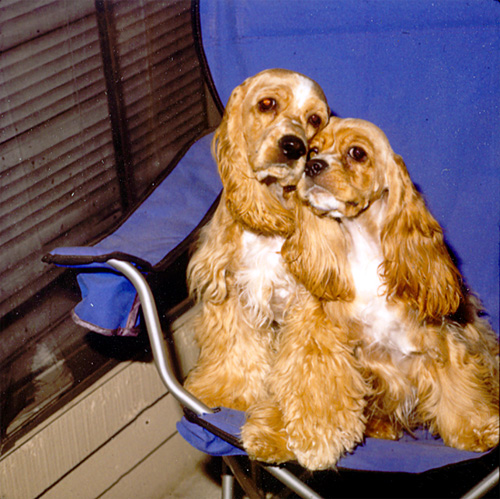 My pups