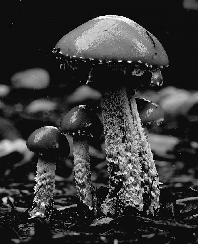 mycologia-