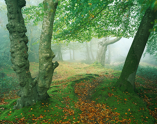 Mystical Forest
