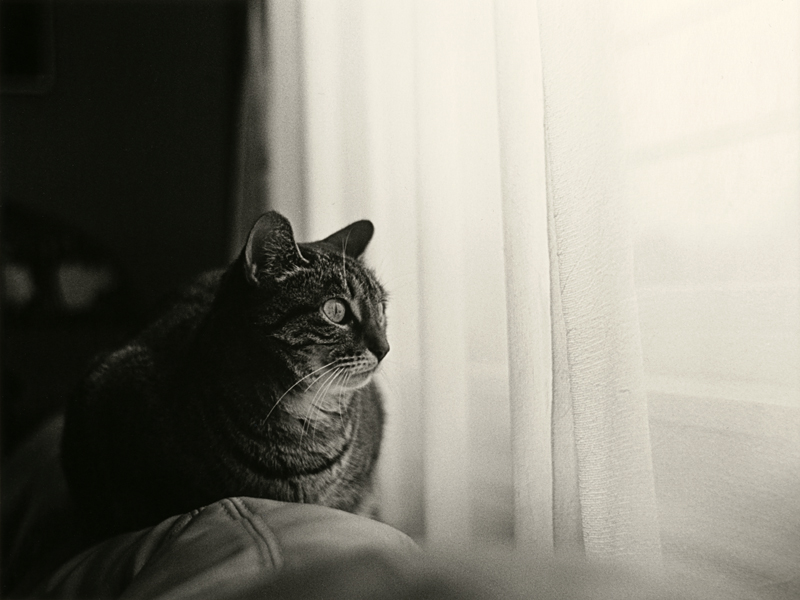 Nahla