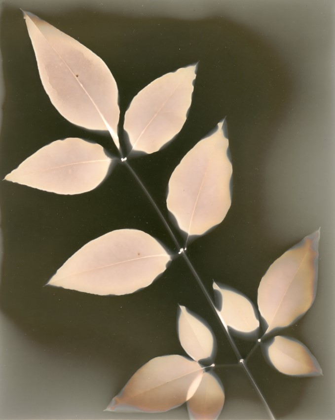 Nandina