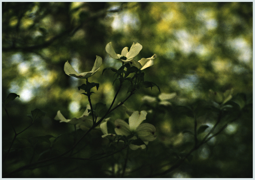 Native Dogwood 1